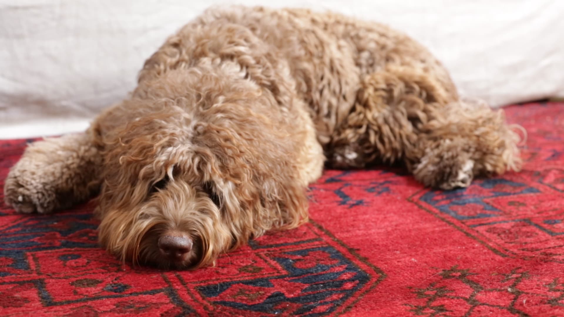 Ned, a senior Labradoodle resting on a red rug
