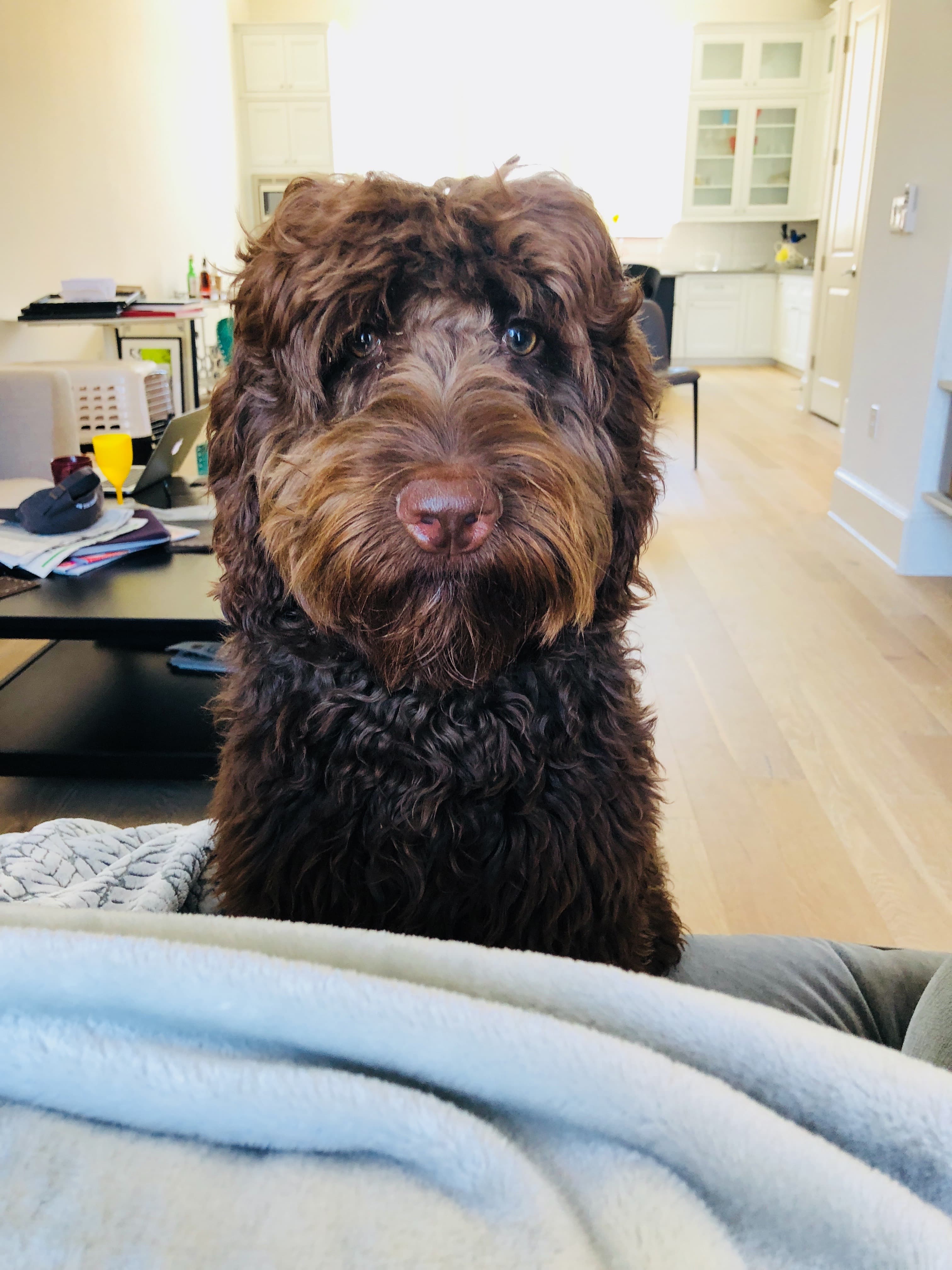 Ned as a young dog in Austin