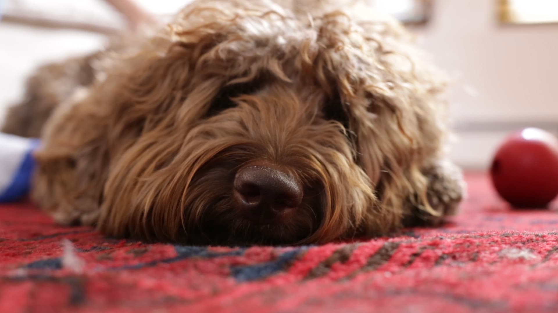 Ned, a 9.5 year old Labradoodle lying on a red rug